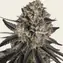 Blue Dream - Image 2