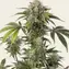 Durban Z - Image 1