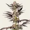RS11 x Banana OG - Main Image