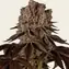 Purple Punch - Image 1