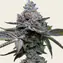 Apple Fritter - Main Image