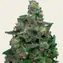 Purple Punch - Image 2