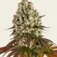 Sour Diesel - Image 1