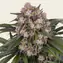 OG Kush Auto - Main Image