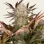 Blue Sunset Sherbert - Image 3