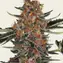 Purple Punch Auto - Image 4