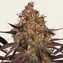 Ayahuasca Purple - Main Image