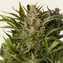 Gorilla Zkittlez Auto - Image 2