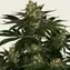 Gorilla Zkittlez - Image 4