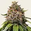 White Widow XXL - Image 1