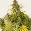 Gorilla Zkittlez Auto - Image 4