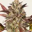 Amnesia Haze Auto - Image 3