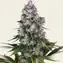 Northern Lights - Regular - Image 1