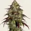 Amnesia Lemon - Image 2