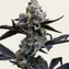 Garlic Cookies - Image 1