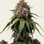White Widow - Regular - Main Image
