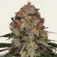 Shiskaberry - Image 1