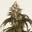 Trainwreck - Image 1
