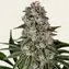 Tropicanna Banana - Image 4