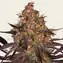 Ayahuasca Purple - Image 1