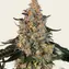 Bubba Kush - Image 2