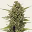 Acapulco Gold - Main Image