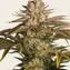 Pineapple Express - Image 3