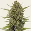 Acapulco Gold - Image 1