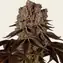 Purple Punch - Main Image