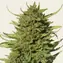 Critical Kush - Image 3