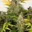 Amnesia Haze Auto - Image 4