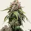 White Widow - Regular - Image 2