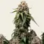White Widow XXL - Image 2