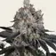 Gelato - Image 1