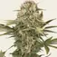 Master Kush - Regular - Image 1