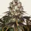 Bruce Banner - Image 1