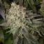 Blue Dream - Image 5