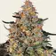 Bubba Kush - Main Image