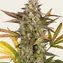 Amnesia Haze Auto - Image 2