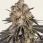 Rainbow Sherbet - Image 1