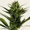 Glue Gelato Auto - Image 3