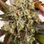 OG Kush - Image 4