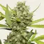 Pineapple Chunk - Image 3