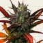 Glue Gelato Auto - Image 2