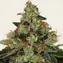 Shiskaberry - Image 4
