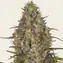 Glue Gelato Auto - Main Image