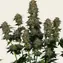 Moby Dick Auto - Image 3