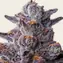 Zillions - Image 1