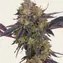 Tropicana Cherry - Main Image