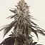 Blue Dream - Image 3